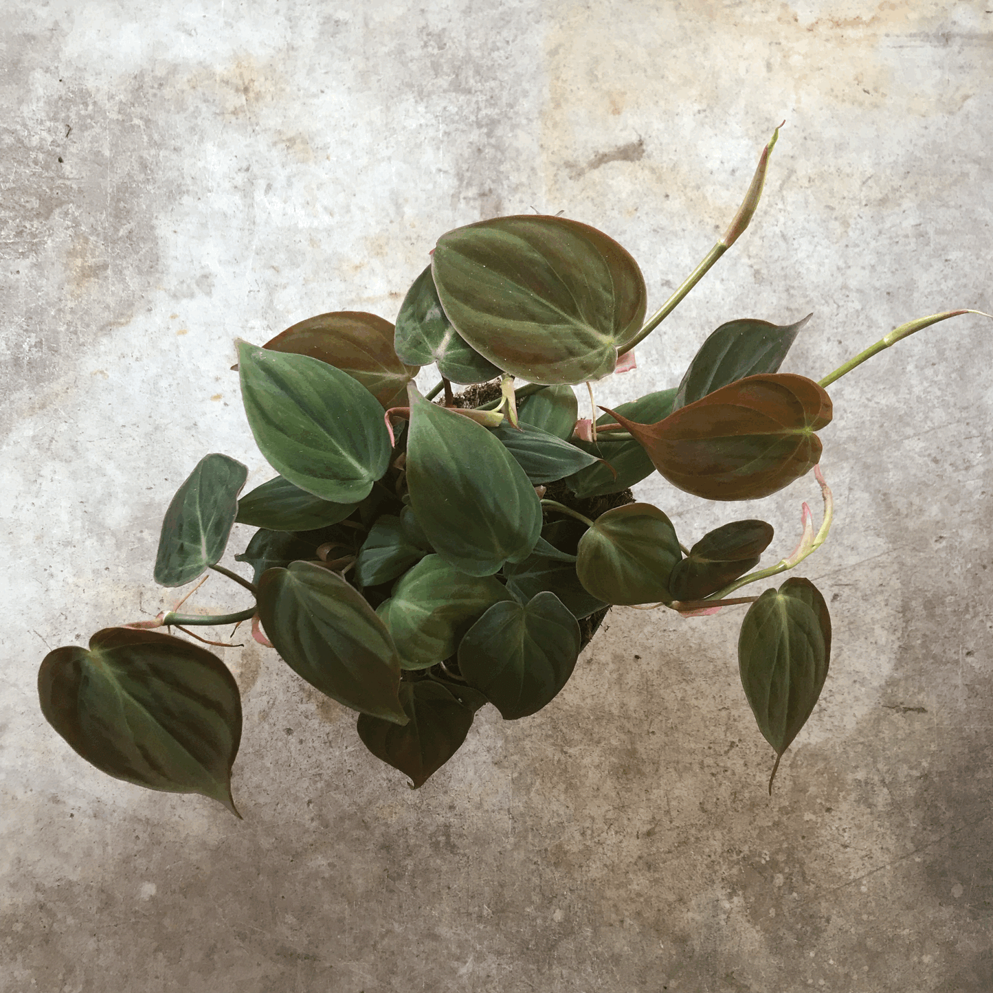 Philodendron hederaceum var. hederaceum (Velvet Leaf / Philodendron micans) Various sizes