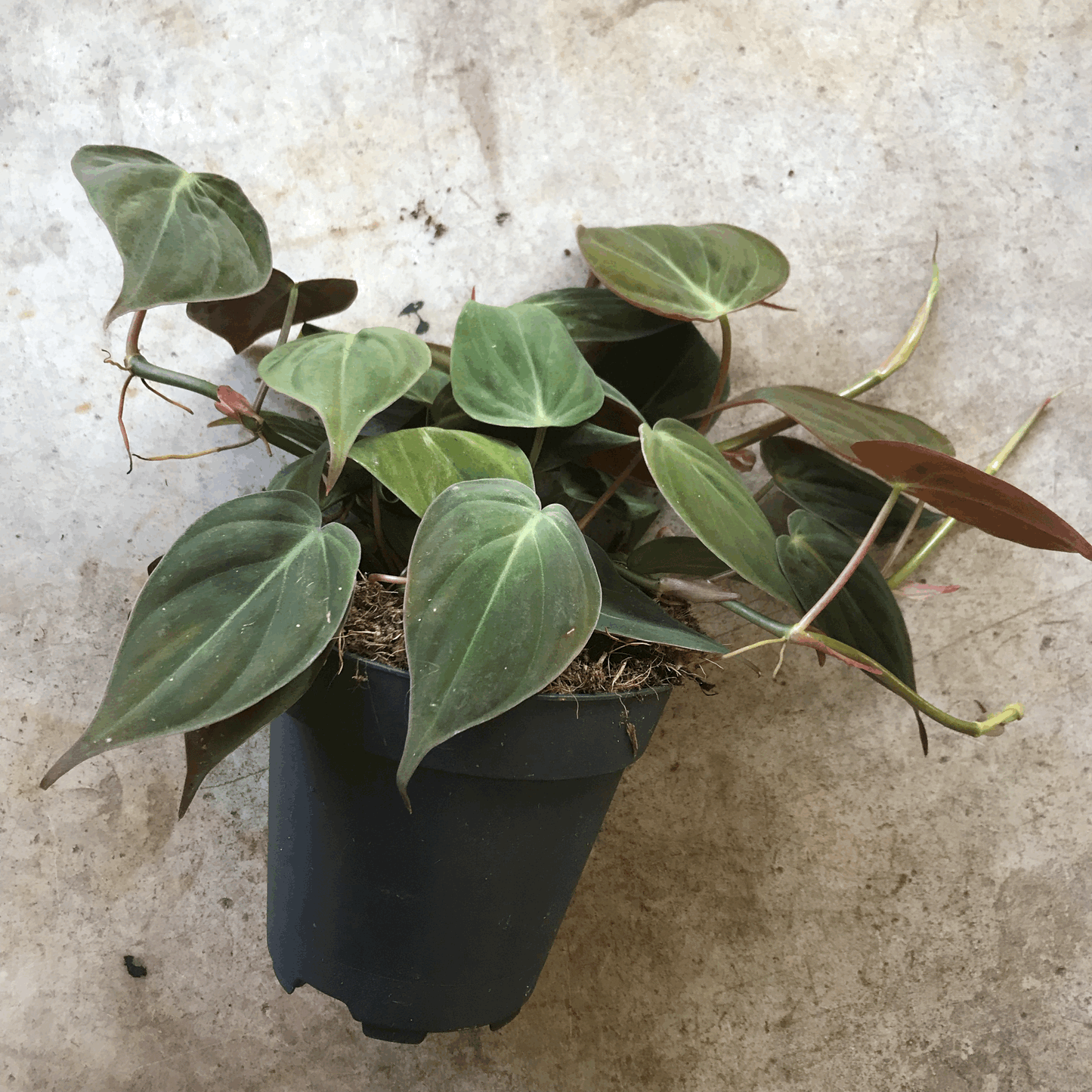 Philodendron hederaceum var. hederaceum (Velvet Leaf / Philodendron micans) Various sizes