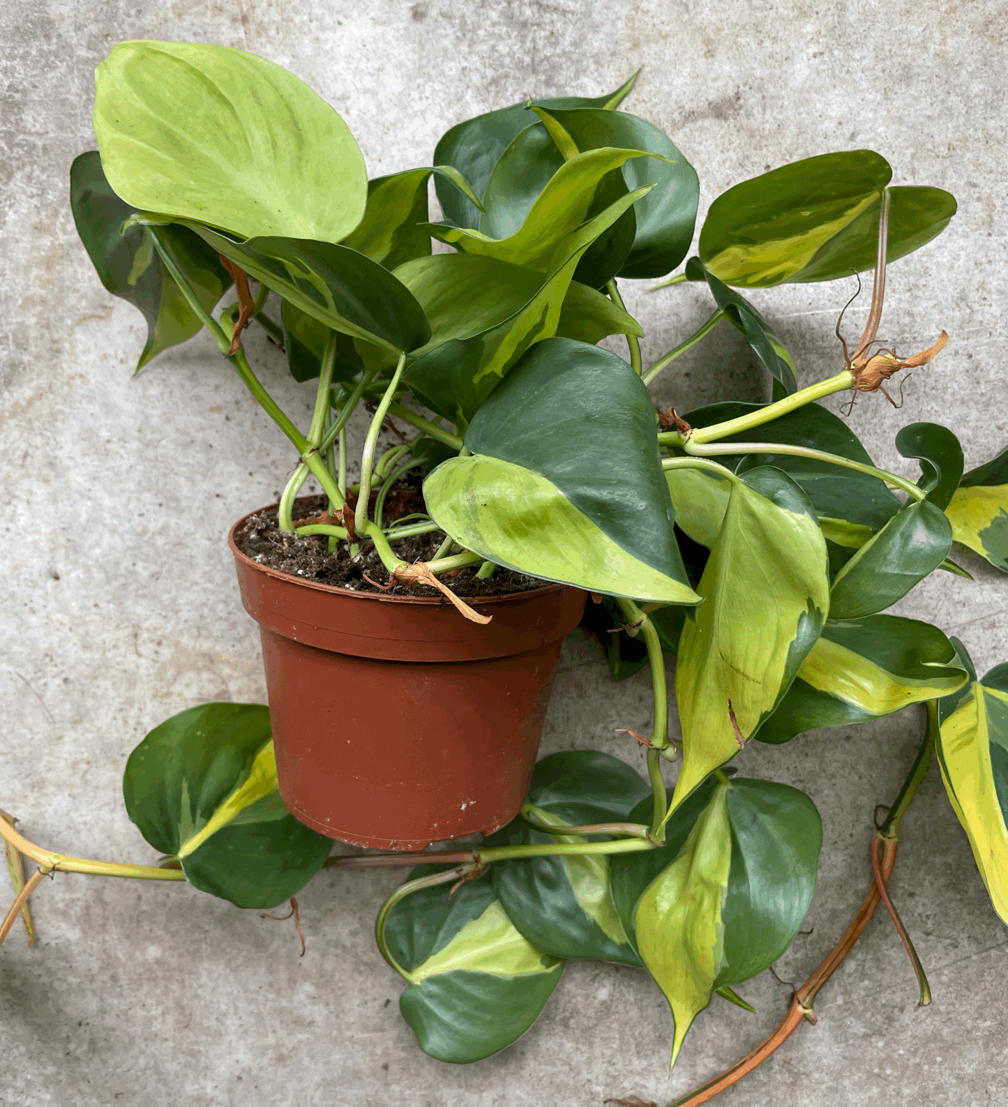Philodendron scandens 'Brasil' (Pothos/ Devils Ivy)- Various sizes