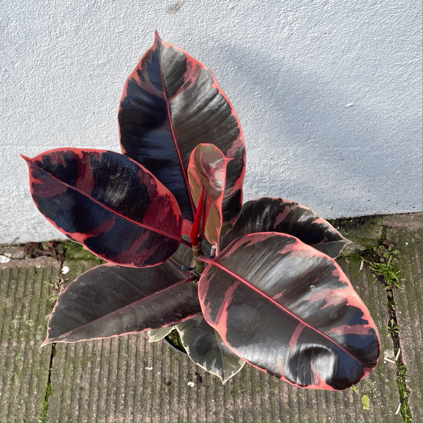 Ficus elastica (Rubber Plant) -6 varieties available