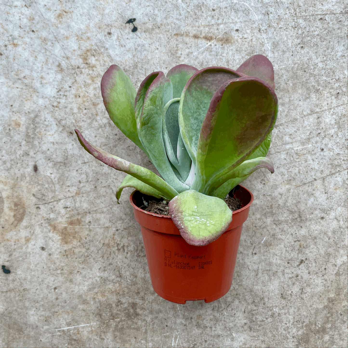Kalanchoe luciae 'Oricula' (Paddle Plant)