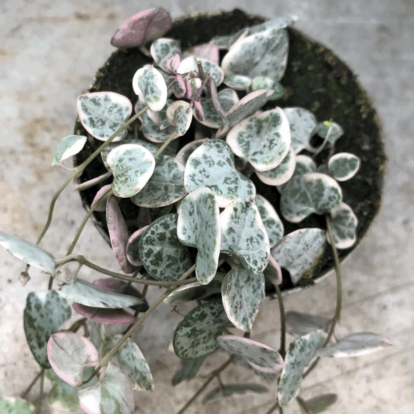 Ceropegia woodii 'Variegata' (String of Hearts)