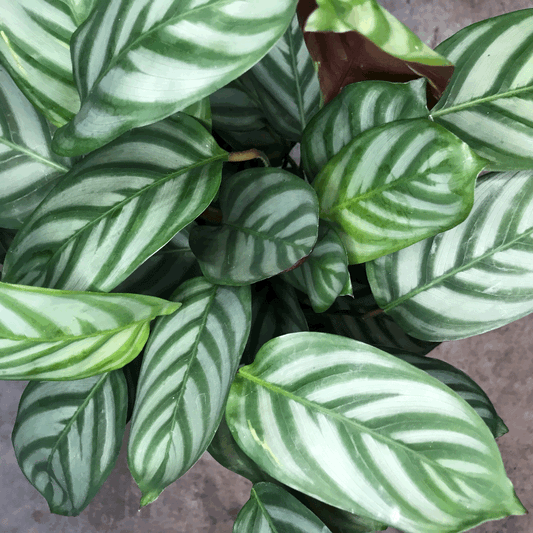 Ctenanthe setosa 'Compact Star'