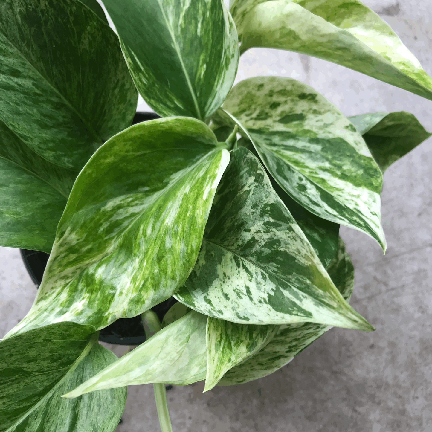 Epipremnum pinnatum 'Marble Queen' (Pothos/ Devils Ivy)
