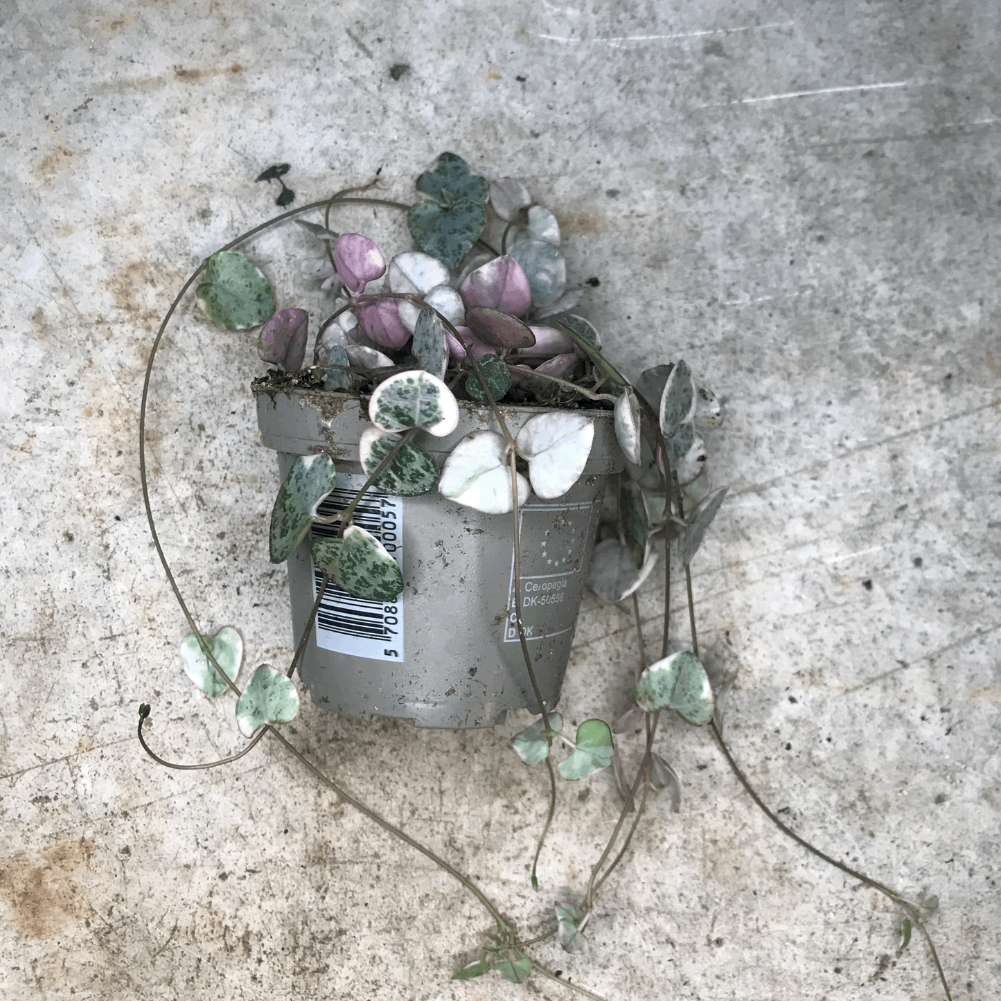 Ceropegia woodii 'Variegata' (String of Hearts)