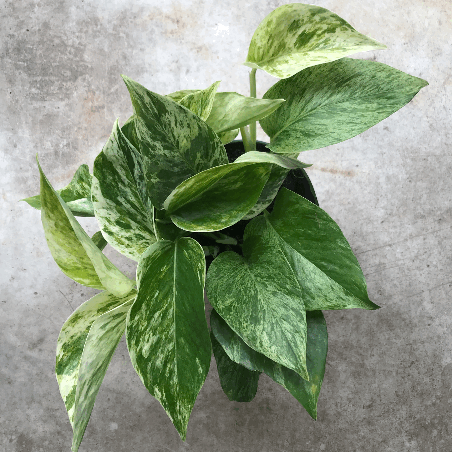 Epipremnum pinnatum 'Marble Queen' (Pothos/ Devils Ivy)