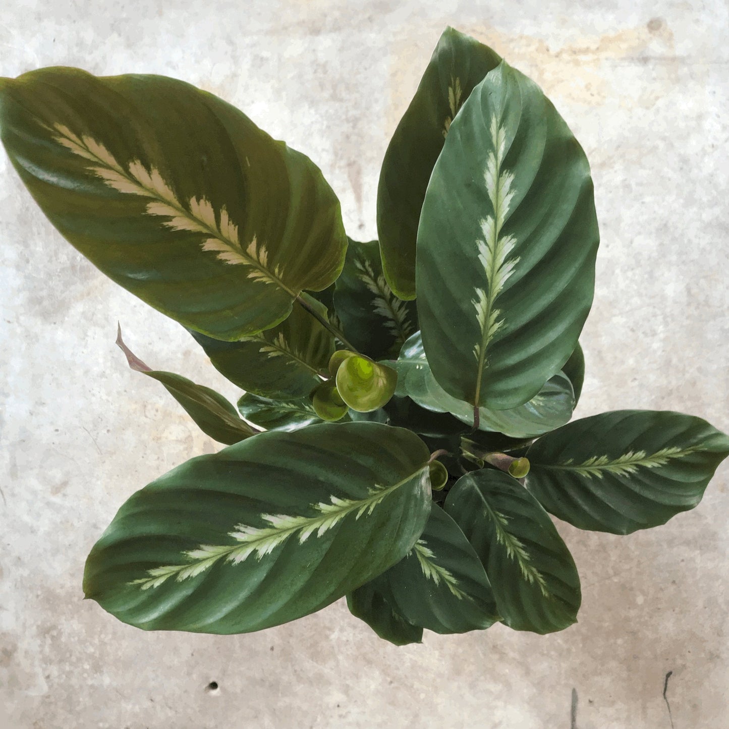 Goeppertia louisae 'Maui Queen' syn. Calathea louisae 'Maui Queen' (Prayer Plant)