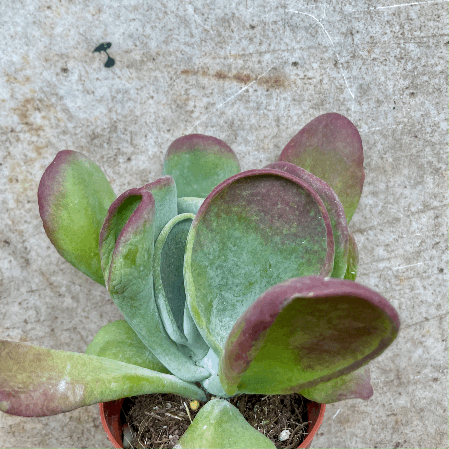 Kalanchoe luciae 'Oricula' (Paddle Plant)