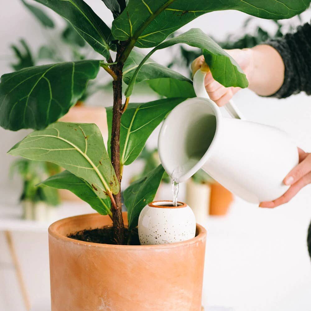 Watering a large houseplant in a terracotta pot fitted with a Pepin Olla