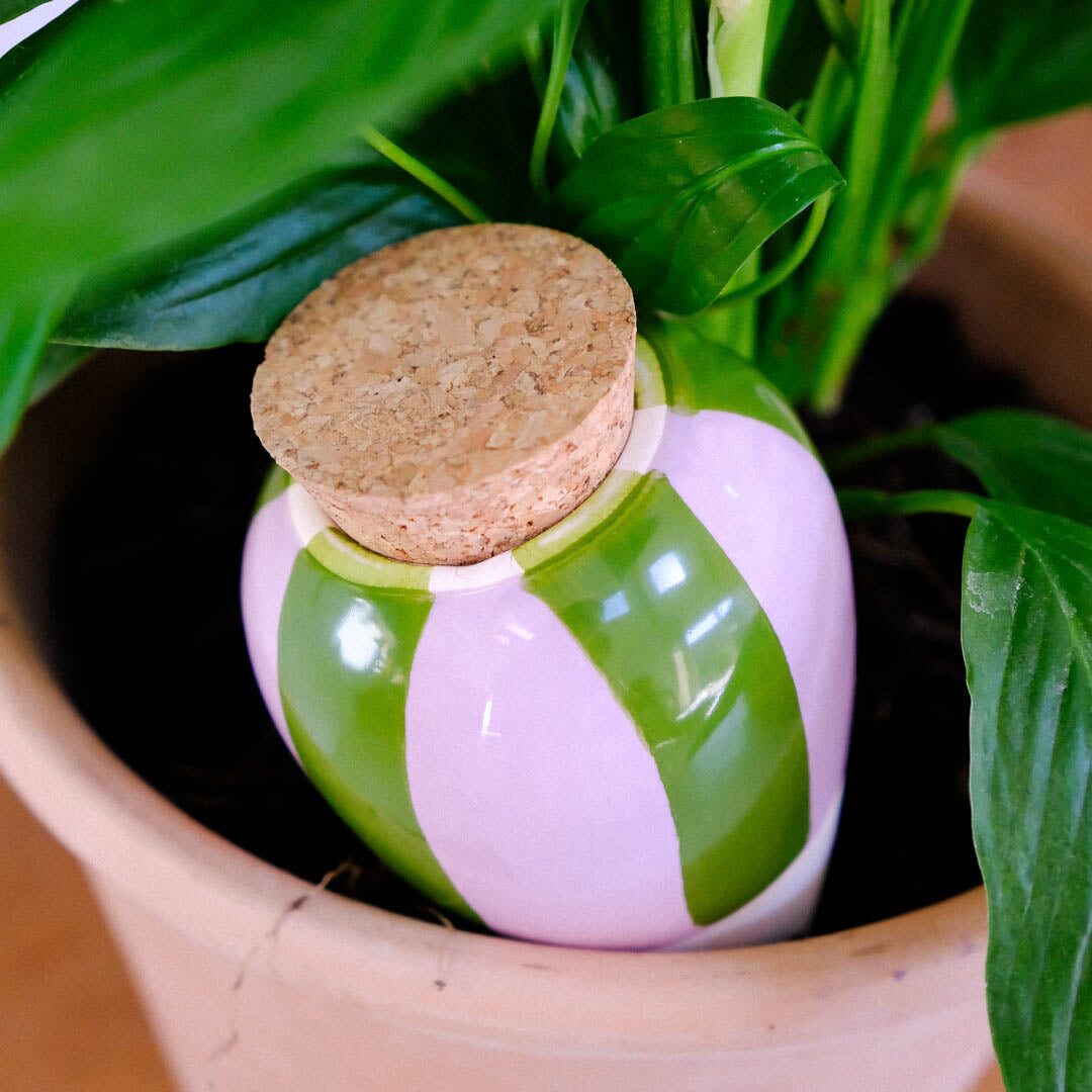 Green and lilac striped Pepin Olla in a terracotta plant pot