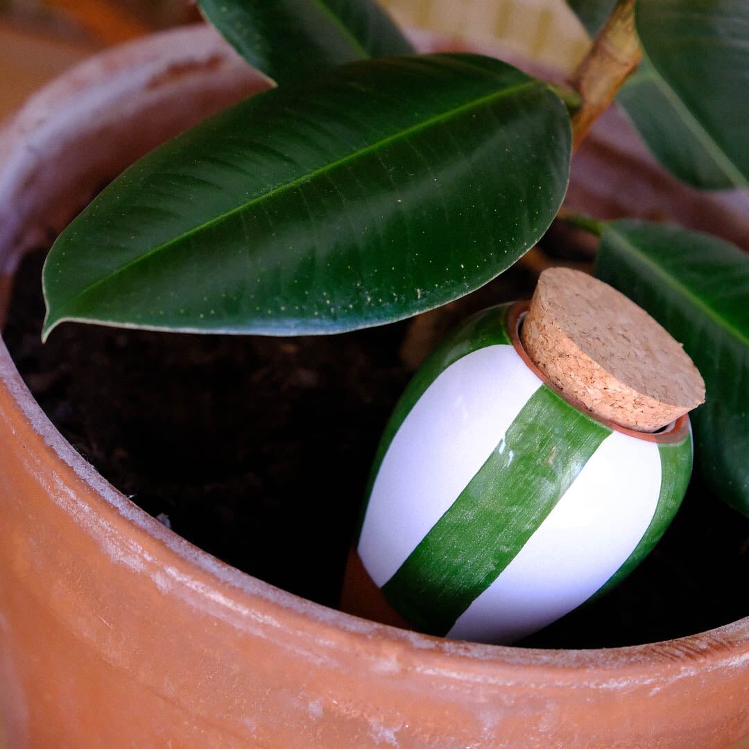 Green and white striped Pepin Olla buried in the soil of a houseplant pot