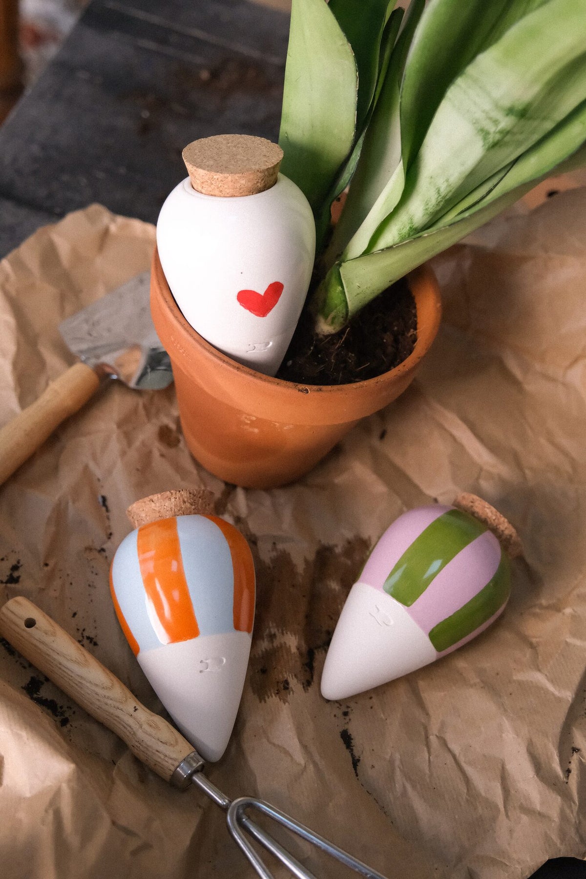 Heart Pepin Olla planted in a pot, with orange-and-blue and green-and-lilac striped ollas beside it