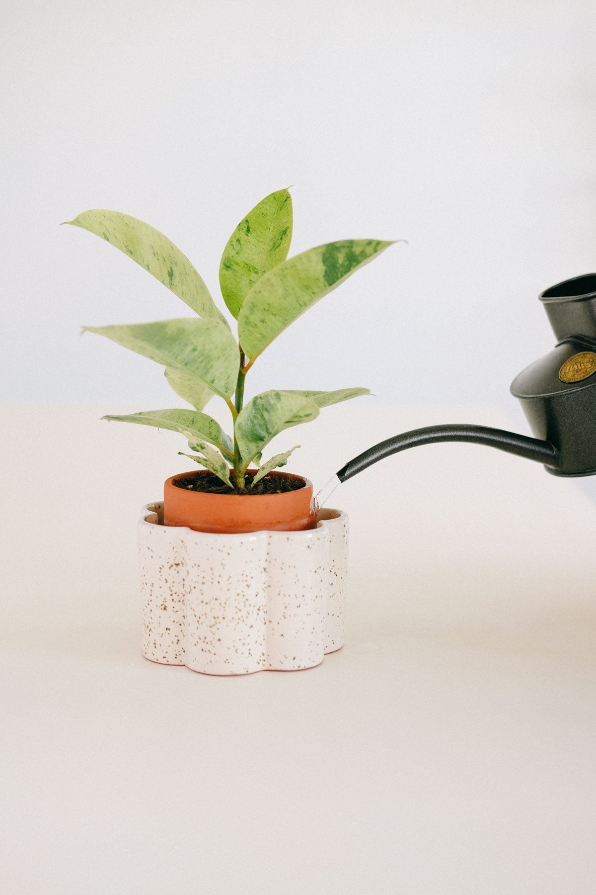 Filling the outer reservoir of a Pepin Paulita self-watering pot with water