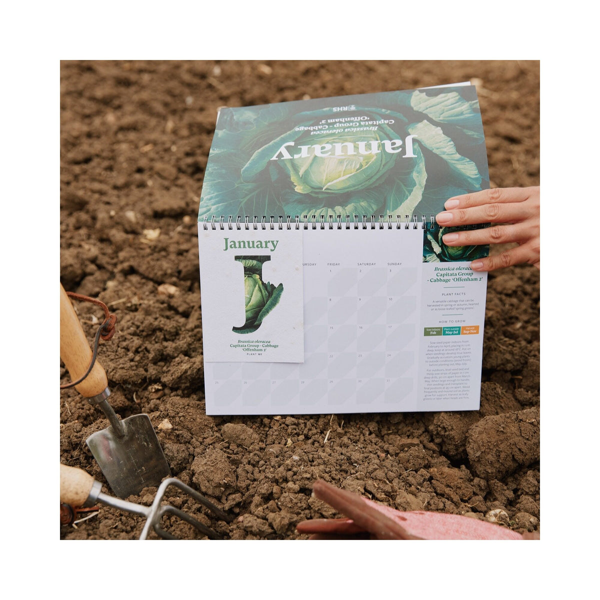 RHS & Willsow 2027 Veg & Herb Desk Calendar January page with seed paper