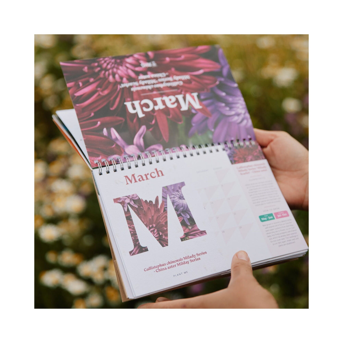 RHS & Willsow 2027 Flower Desk Calendar March page held in the garden