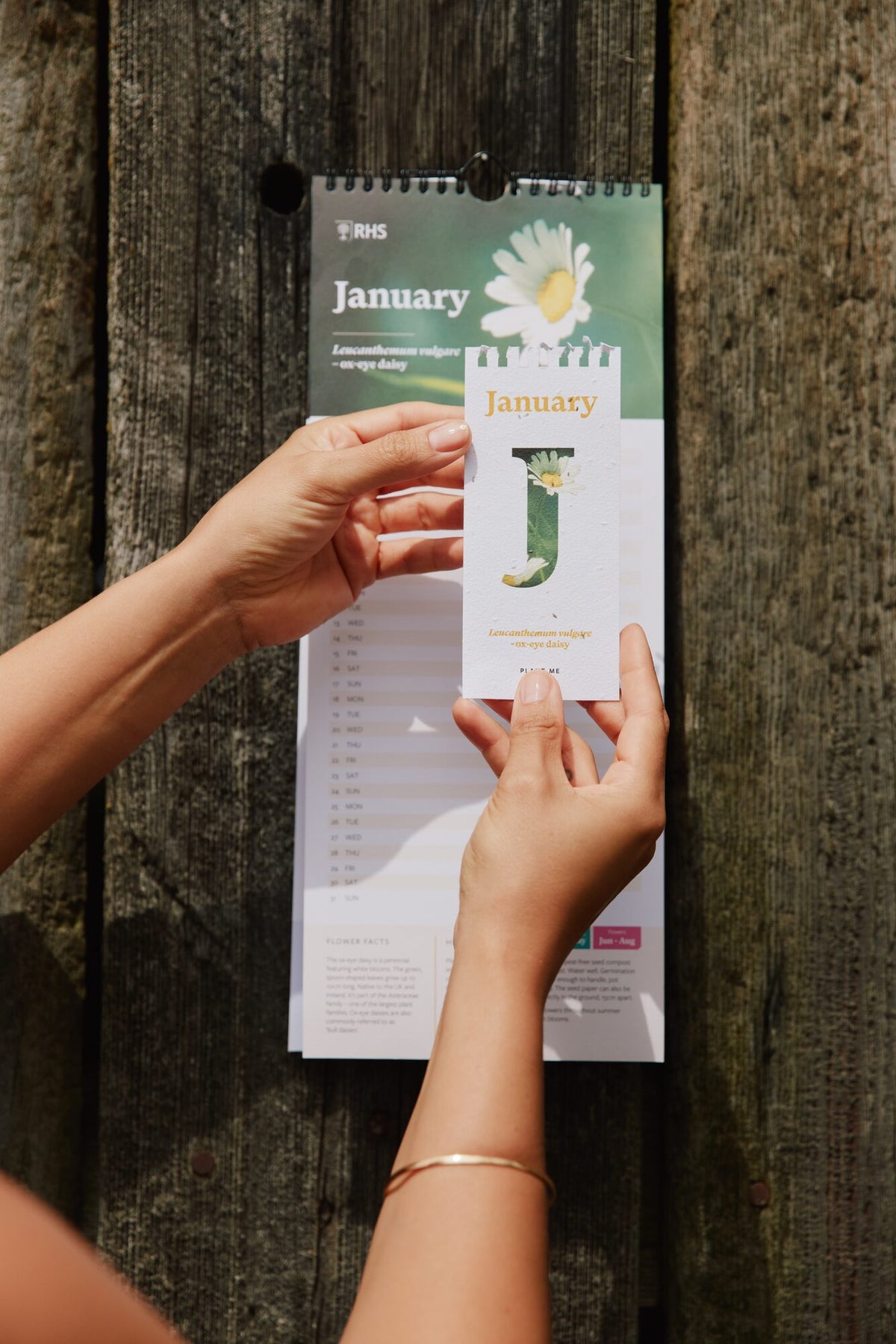 RHS & Willsow 2027 Flower Wall Calendar hanging on a garden fence