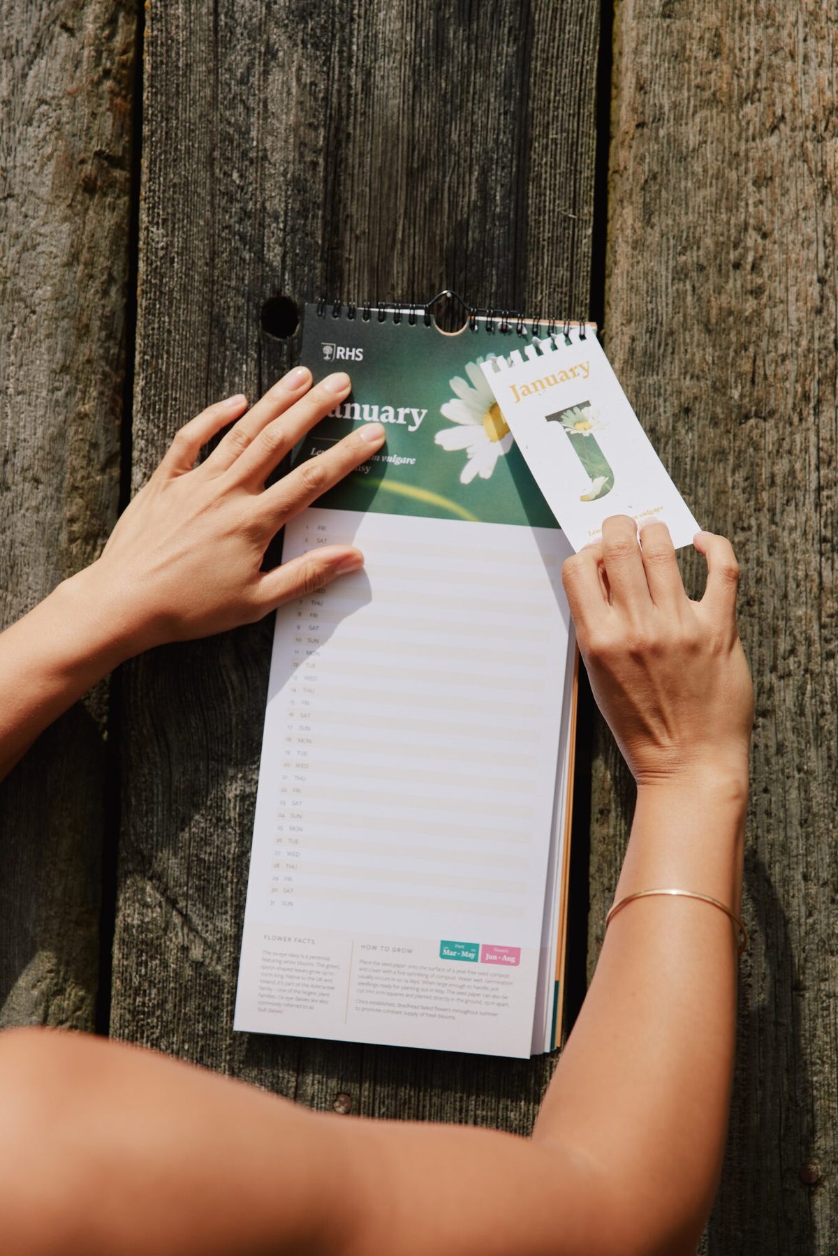 Tearing out a seed paper insert from the RHS & Willsow 2027 Flower Wall Calendar