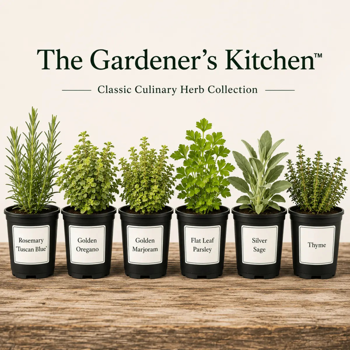The Gardener's Kitchen – 6 Culinary Herb Plants UK