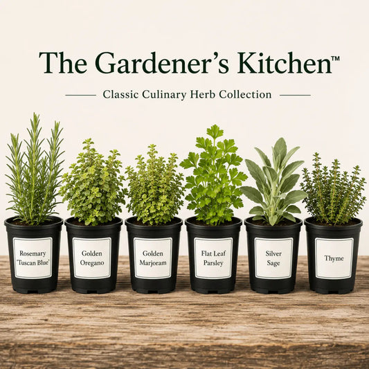 The Gardener's Kitchen – 6 Culinary Herb Plants UK