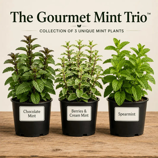 The Gourmet Mint Trio™ – Collection of 3 Unique Mint Plants