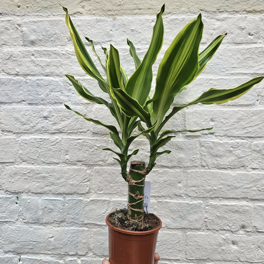 Dracaena fragrans Various varieties (Dragon tree)