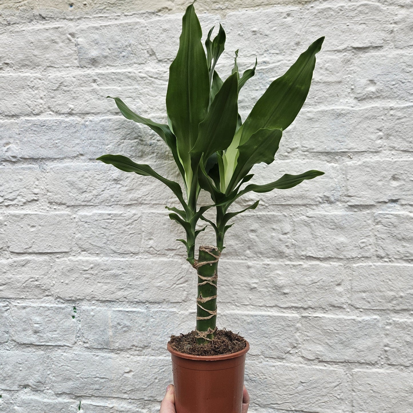 Dracaena fragrans Various varieties (Dragon tree)