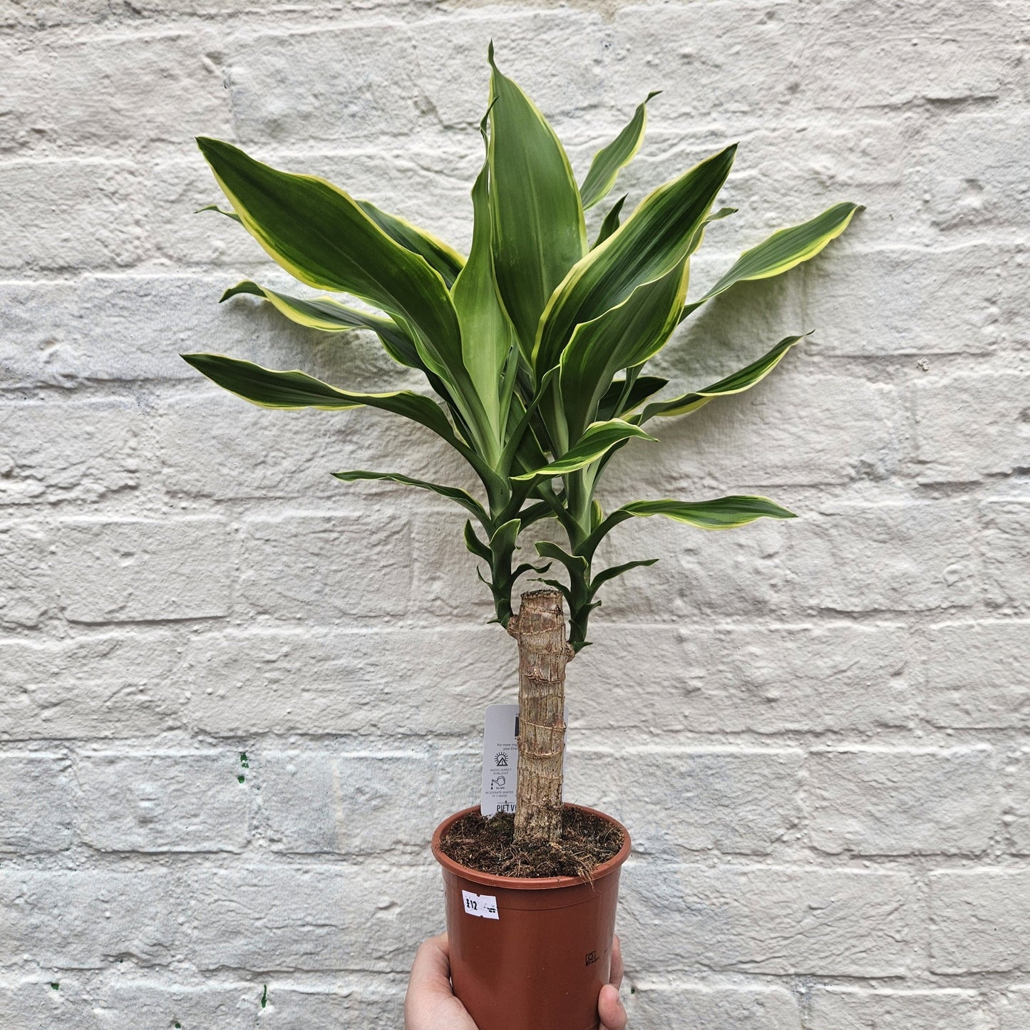 Dracaena fragrans Various varieties (Dragon tree)