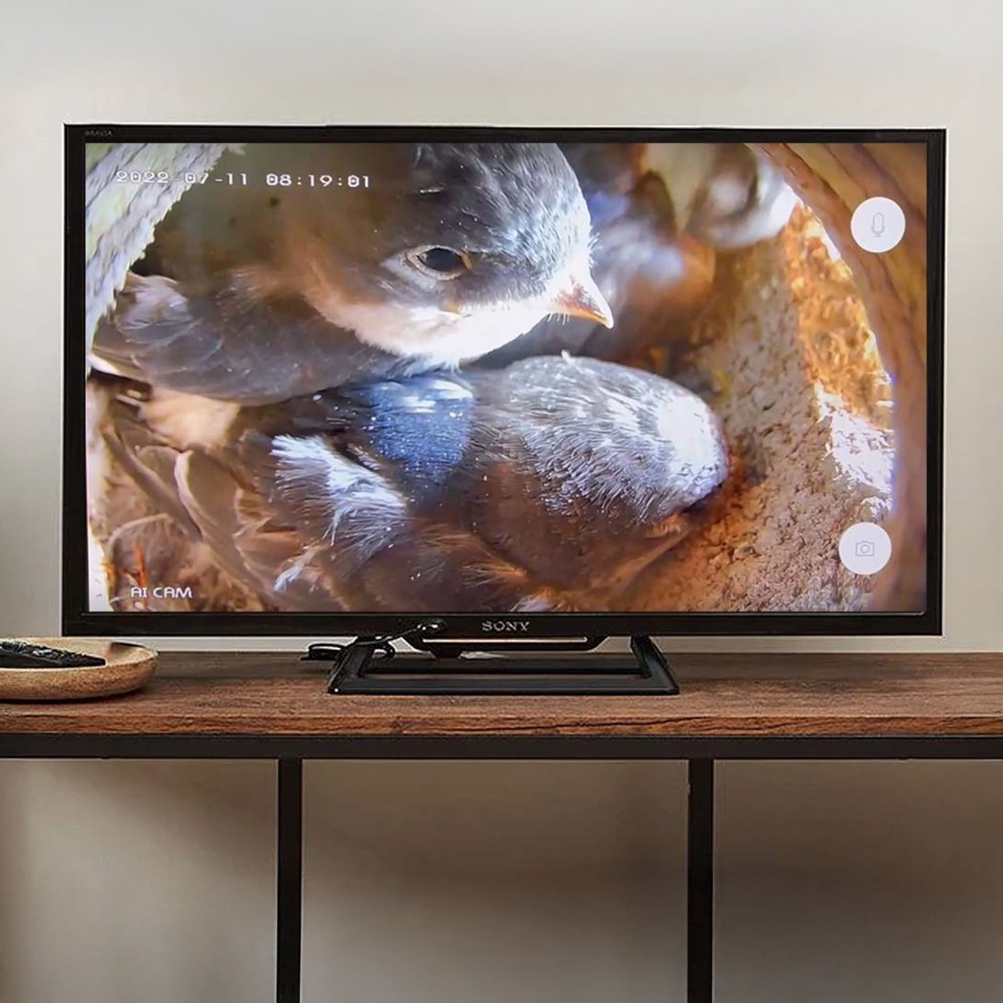 TV Connection Bird Box & Wildlife Camera with HDMI Adapter