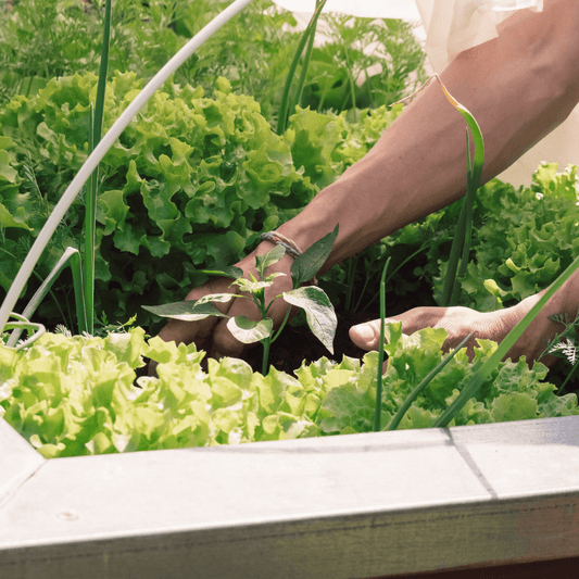 Allotment Pack Special Offer - Topsoil, Compost, Grit and Membrane