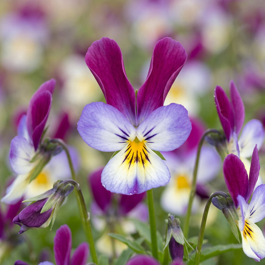 Viola Bunny Ears