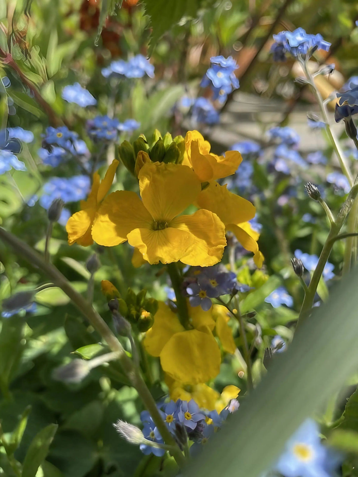 Wallflower Cloth of Gold