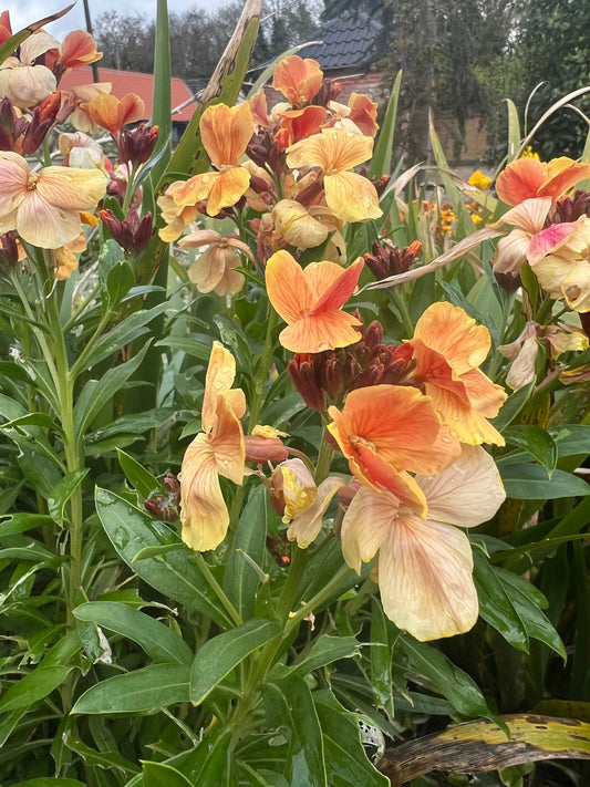 Wallflower Fair Lady