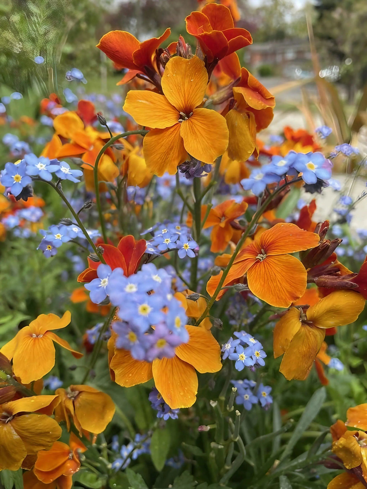 Wallflower Fire King