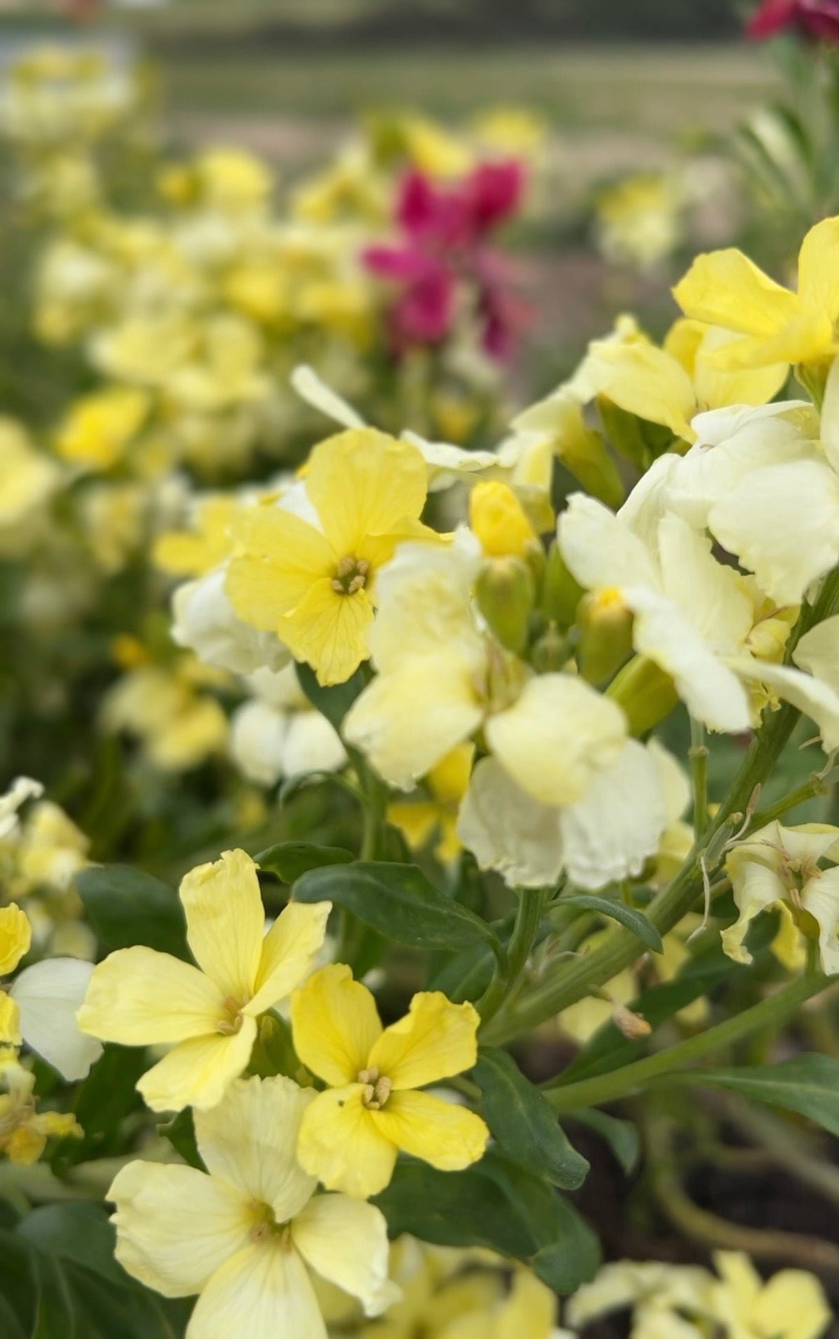 Wallflower Ivory White