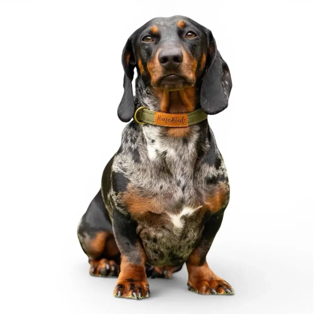 Waterproof Dog Collars
