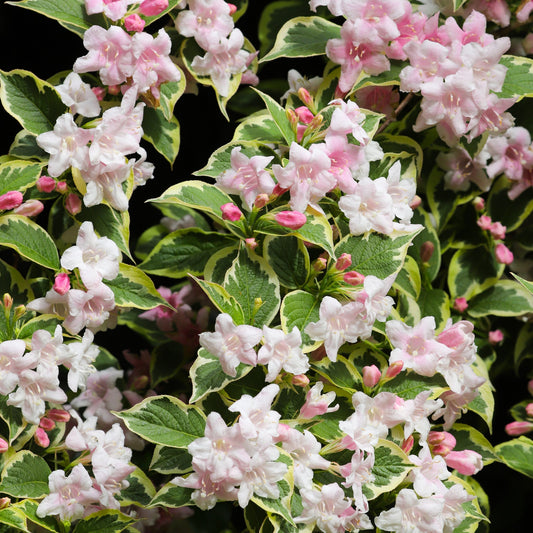 Weigela 'Nana Variegata' 2L