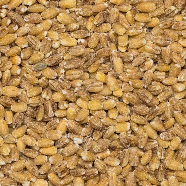 Pearl Barley