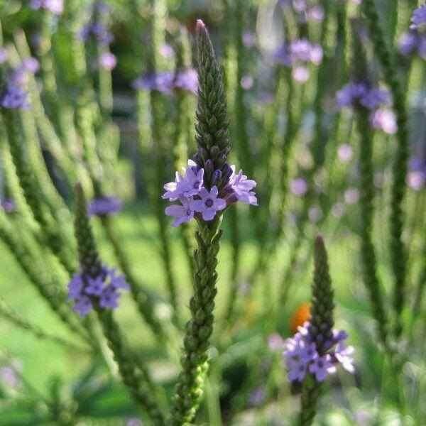Wild Flower Seed  - 100% Wild Flower