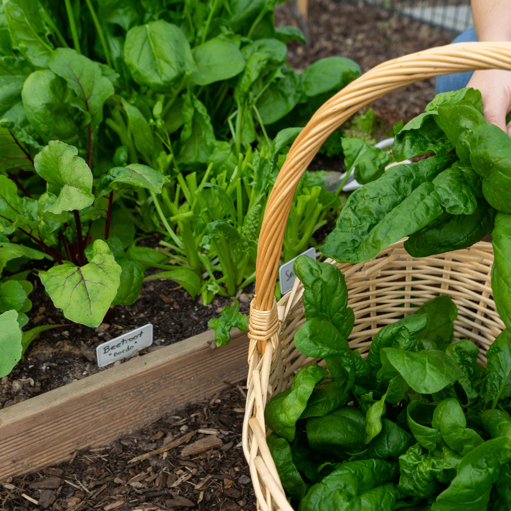 Wintermix Compost Garden Mulch