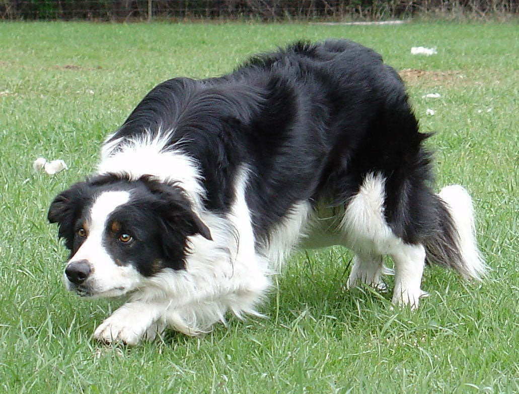 Max Strength Premium Canine Joint Supplement - Adult Working & Performance From