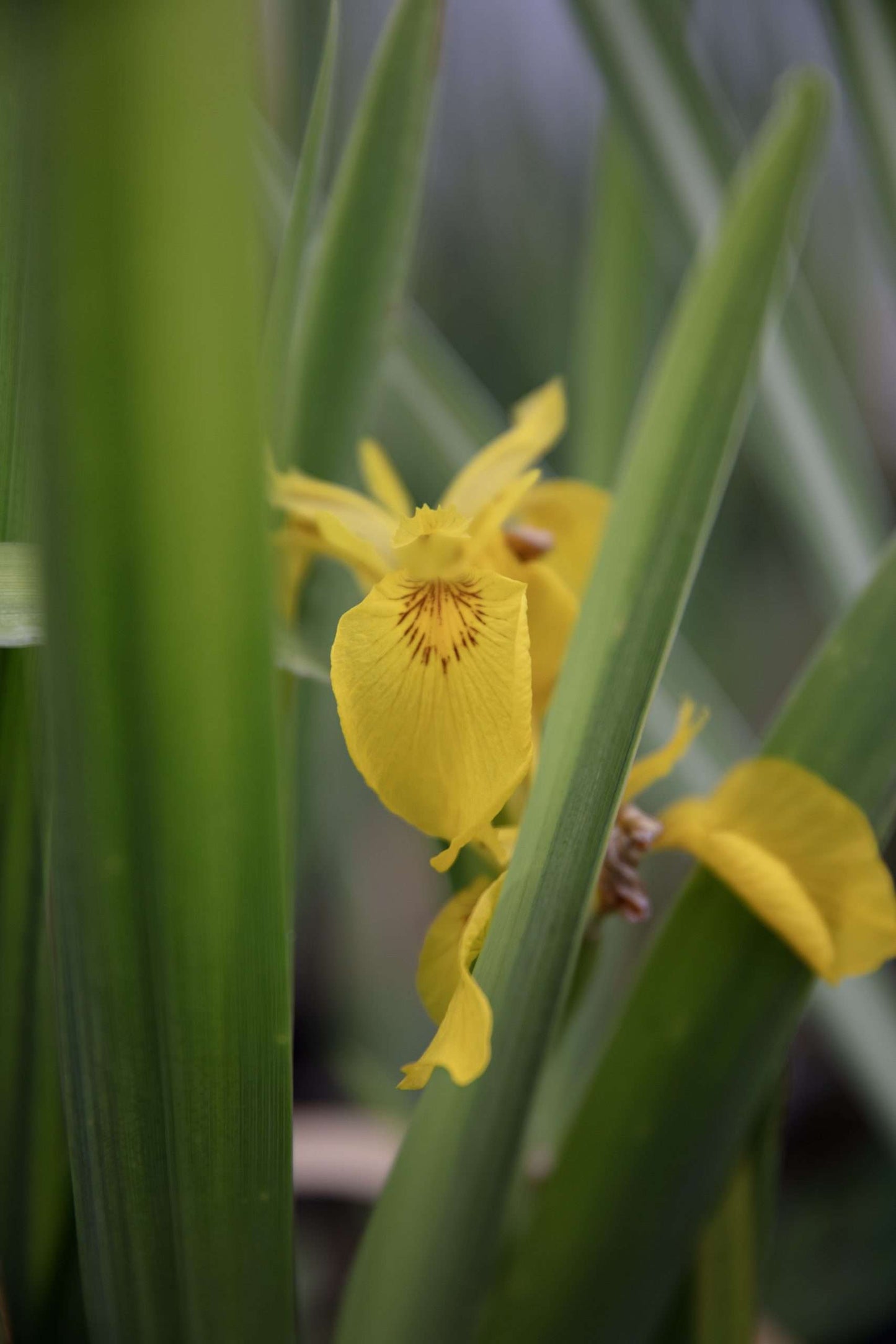 Iris pseudacorus (Yellow flag) - Marginal Pond Plants - MP057