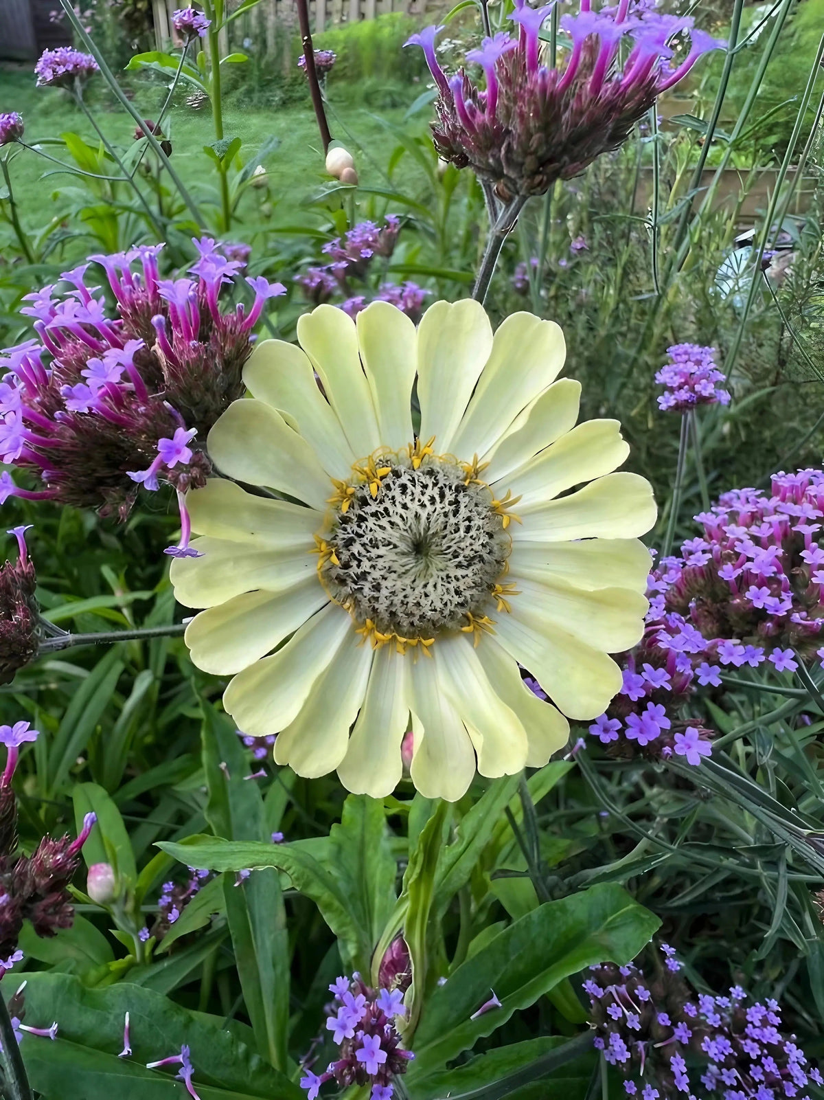 Zinnia Green Envy