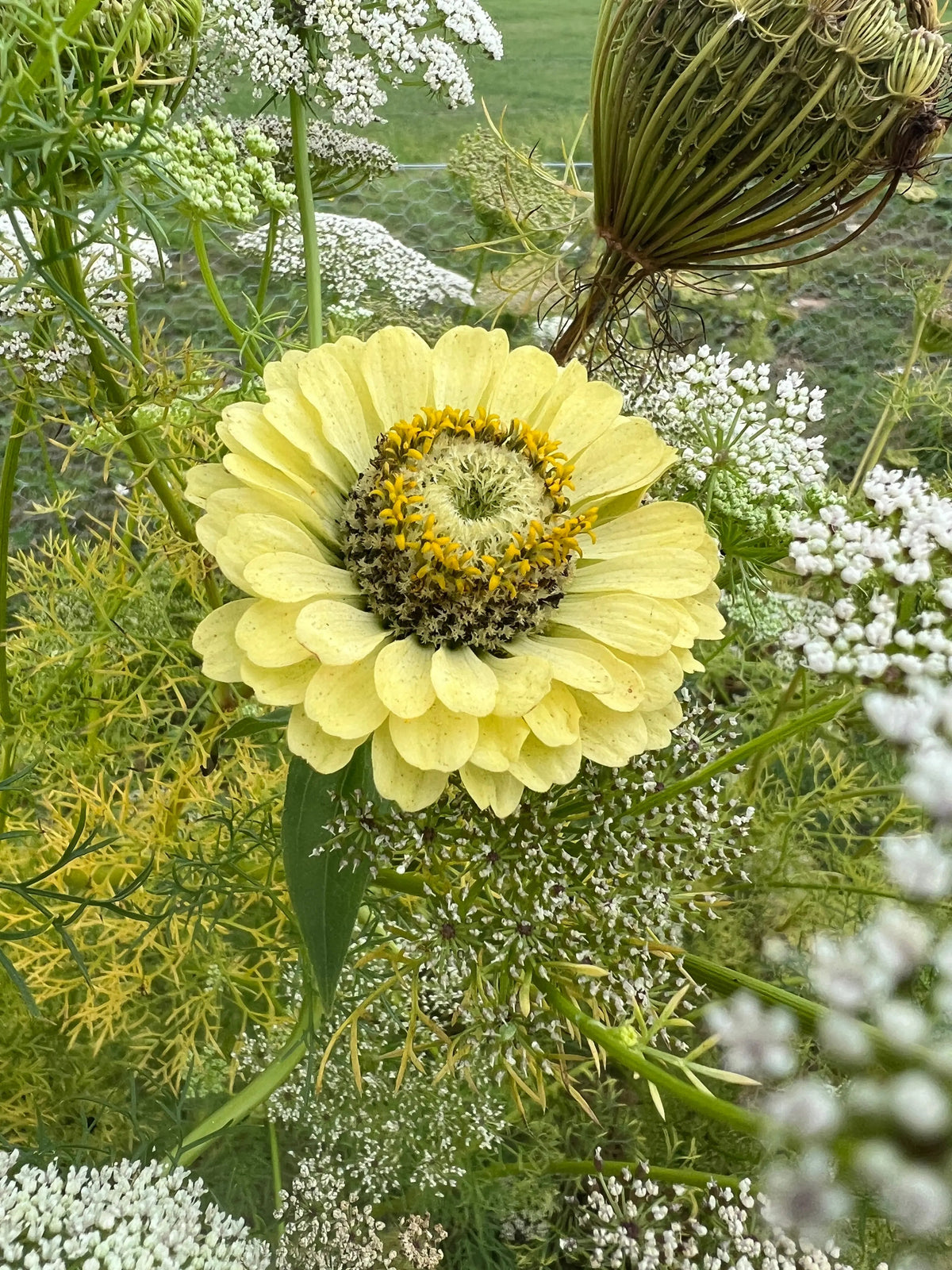 Zinnia Green Envy