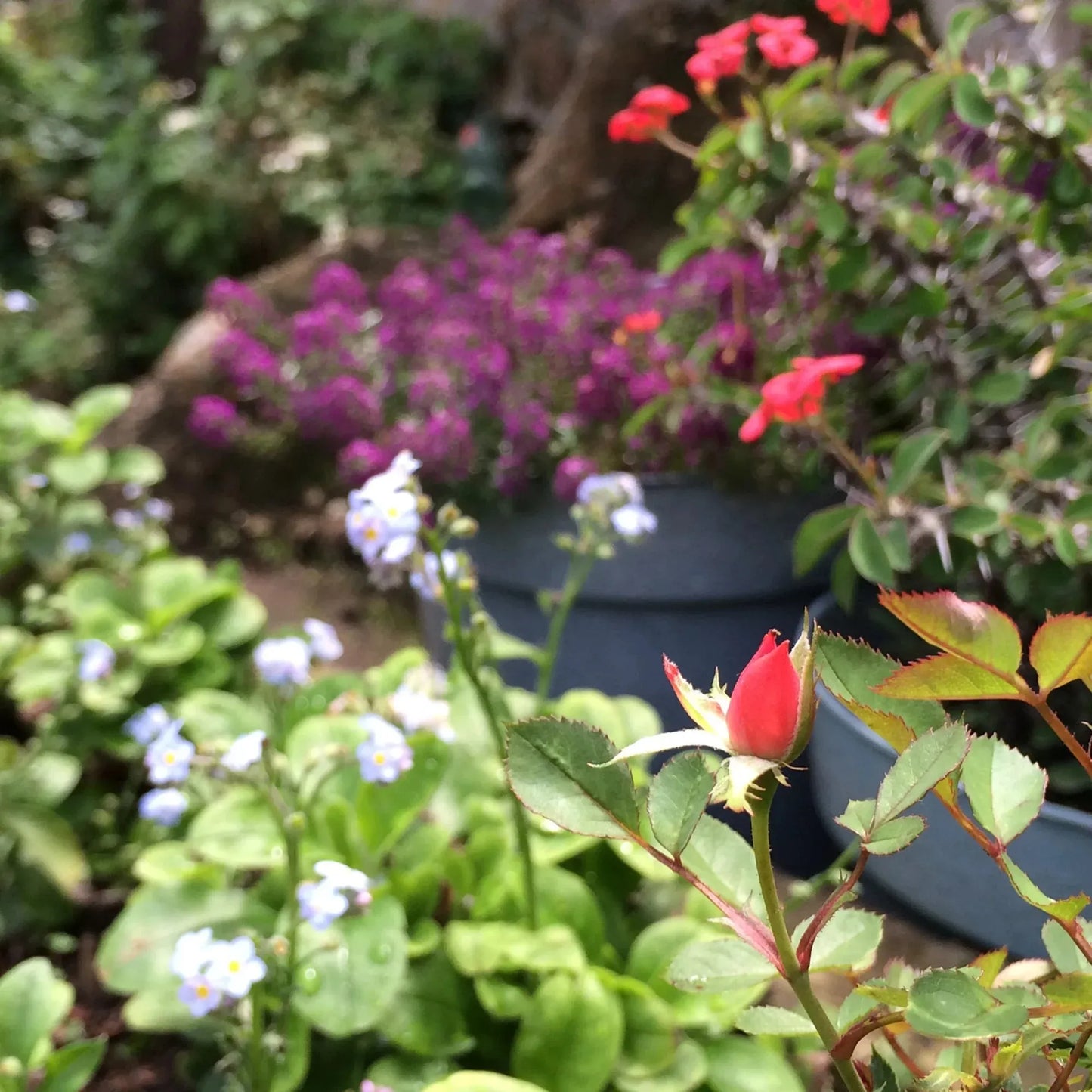 Treble Clef Silver Pendant with Real Flowers - Ideal Gift for Music Lovers